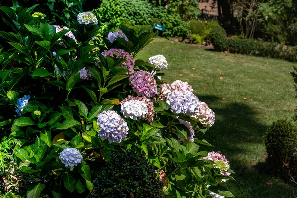 Estes São Arbustos Hortênsias Multicoloridas Florescentes Parque — Fotografia de Stock