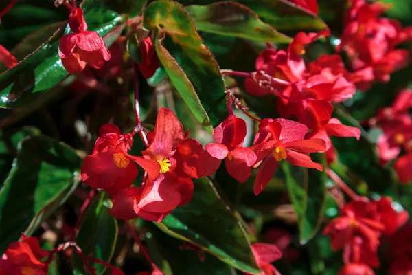 Inflorescences Blooming Red Rhododendron — Stock Photo, Image