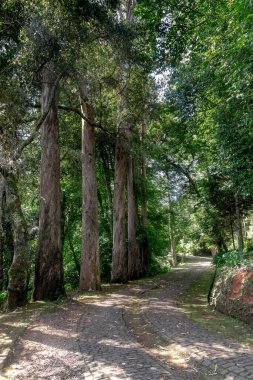 SANTO DA SERRA, PORTUGAL - 22 Ağustos 2021: Bu Madeira adasındaki Quinta Santo Antonio parkında bir okaliptüs sokağı.