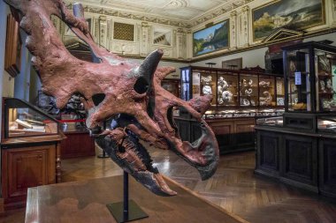 Vienna, AUSTRIA - 15 Mayıs 2019: Bu, Doğa Tarihi Müzesi sergilerinden biri olarak tarih öncesi bir canavarın başı ve boynu..