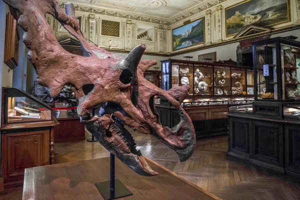 Vienna, AUSTRIA - 15 Mayıs 2019: Bu, Doğa Tarihi Müzesi sergilerinden biri olarak tarih öncesi bir canavarın başı ve boynu..
