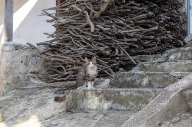 Bu bir kedi, sahibinin görünüşüyle, bir köy evinin verandasında oturuyor..