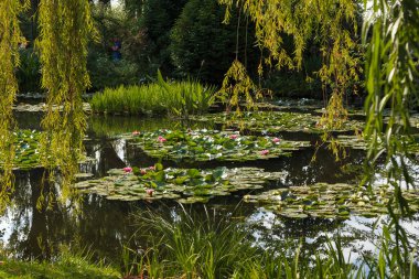 GIVERNY, FRANCE - AUGUST 31, 2019: This is the famous water lily pond in the Water Garden of the Claude Monet Estate Museum.