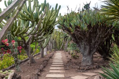FUNCHAL, MADEIRA - 24 AĞUSTOS 2021 Burası Botanik Bahçesindeki bir kaktüs tarlası.
