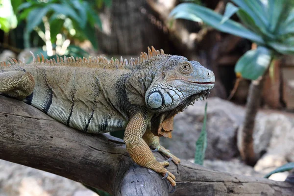 Est Iguane Sur Une Bûche Dans Terrarium — Photo