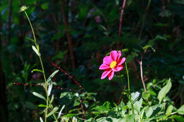 Cosmos Flower Dew Drops Petals Park — Stockfoto