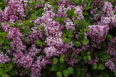This is a bush of blossoming lilacs on a spring day.