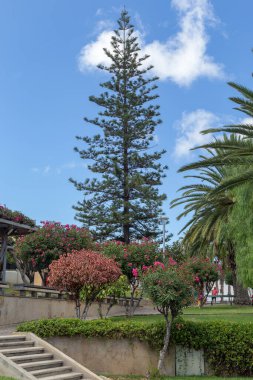 VILA BALEIRA, PORTUGAL - AUGUST 26, 2021: These are the Infant Gardens with tropical and rare plants.