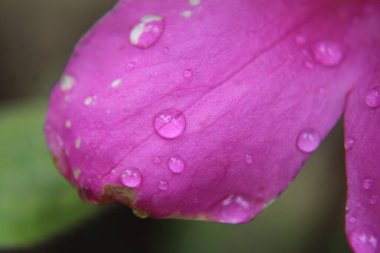 Pembe açelya çiçeğinin yakın çekim