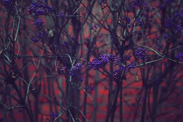 Winter Floral Background Wild Purple Berries Bare Branches Background Red — Stock Photo, Image