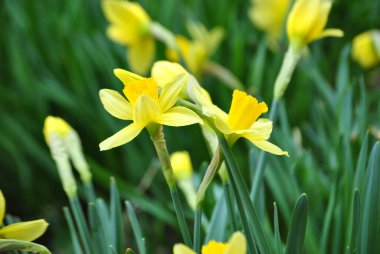 Bahçedeki sarı narsisli