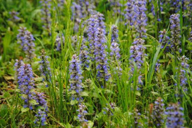 Ormanın ortasında çiçek açan çayır.