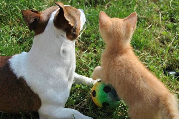 Animal Friendships Cat Dog ストック画像