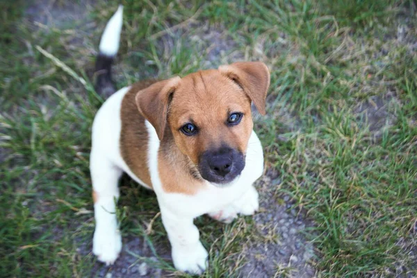 Jack Russell Terrier Yavrusu — Stok fotoğraf