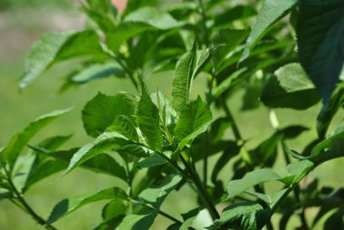 Bahçedeki ağaç dalında yeşil yapraklar