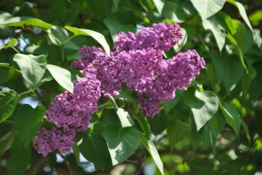 Köyde mor leylak çalısı var.