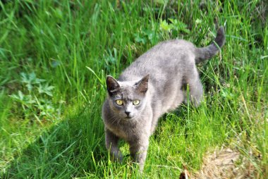Güzel gri kedi çimlerde