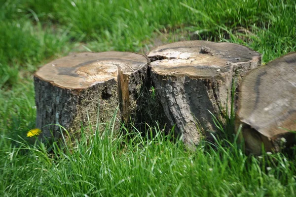 Bahçede oturmak için kütük.