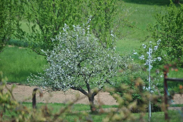 Bahar çiçeklerinin güzel manzarası