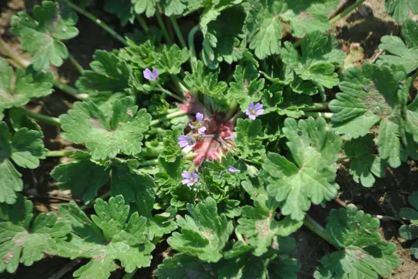 Bahçedeki taze yeşil bitki