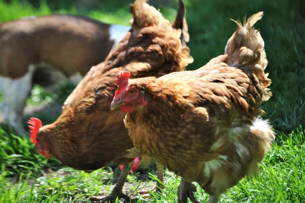 Kahverengi tavuklar serbest çiftlikte