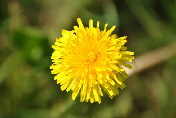 Lonely Yellow Dandelion Park — 스톡 사진