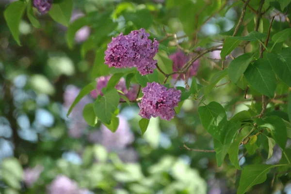 Purple Lilac Bush Village — Stock Photo, Image