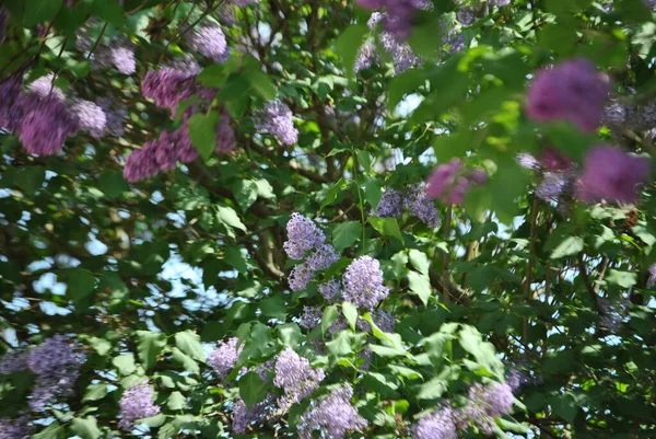 Purple Lilac Bush Village — Stock Photo, Image