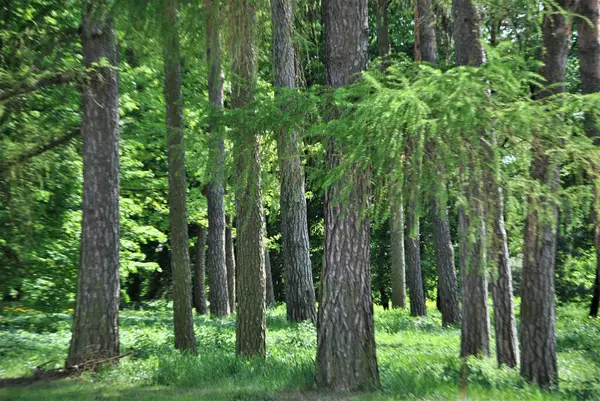 Köydeki yeşil park.