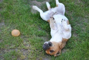 Otların arasında bir köpek