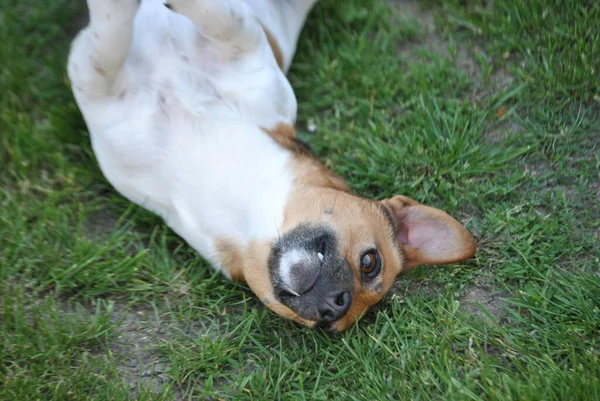 Cão Bonito Floresta — Fotografia de Stock