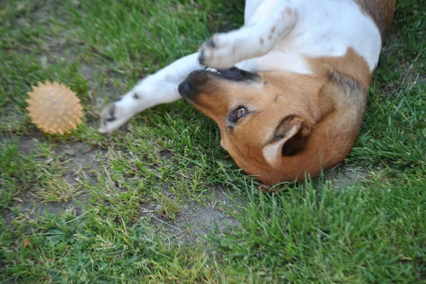 Hund Park — Stockfoto