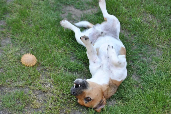 Söt Hund Parken — Stockfoto