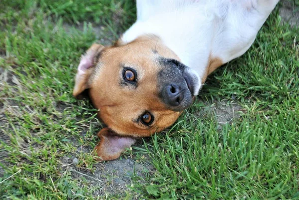 庭の可愛い犬が ロイヤリティフリーのストック画像