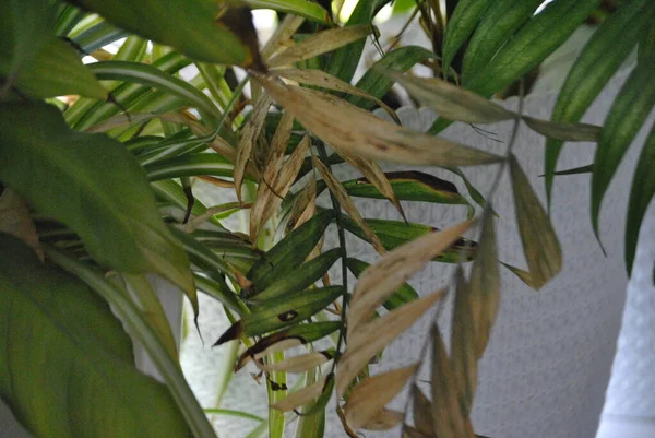 Tropik bitkiler Close-Up