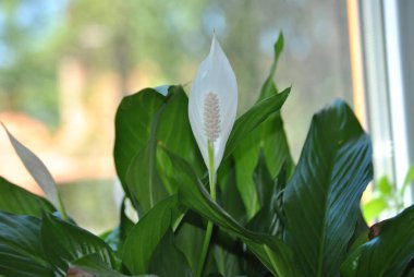 Beyaz manolya yaprakları bahçede