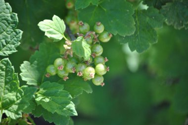 Güzel botanik fotoğrafı, doğal duvar kağıdı.