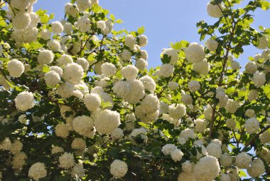 Beyaz bahar çiçekleri açıyor..