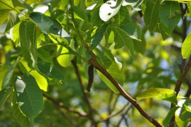 Ağaçtaki bir elma dalına yakın plan.