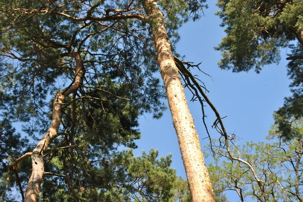 Ormandaki güzel ağaç manzarası