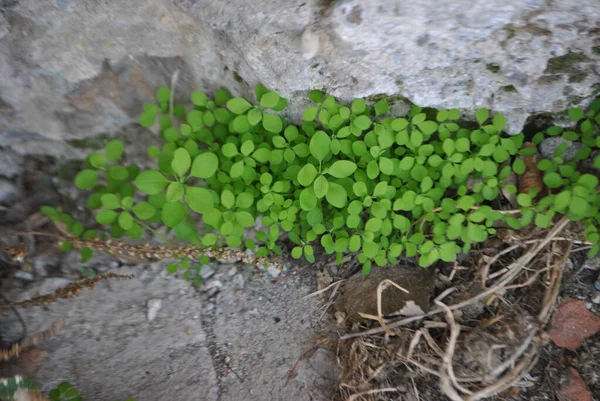 Planta Verde Que Crece Jardín —  Fotos de Stock