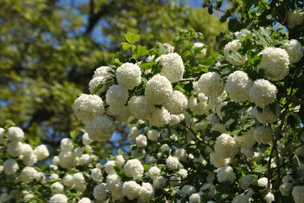 White Flowers Park Sunny Day — Stock Photo, Image