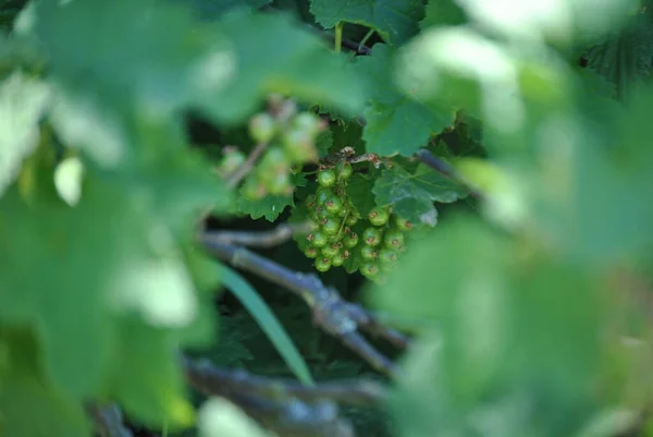 Bahçede olgun üzümler.