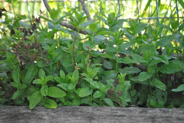 Güneşli yaz gününde mutfakta taze yeşil yapraklar.