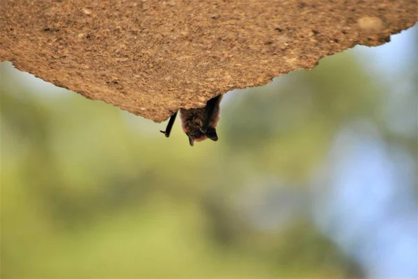 Close Morcego Bonito Natureza — Fotografia de Stock