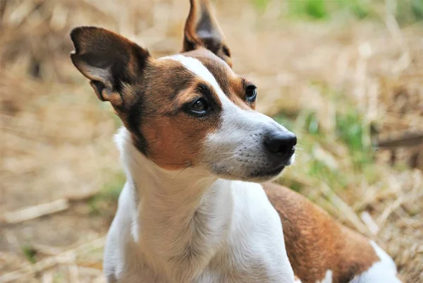 Jack Russell Terrier在花园里 — 图库照片