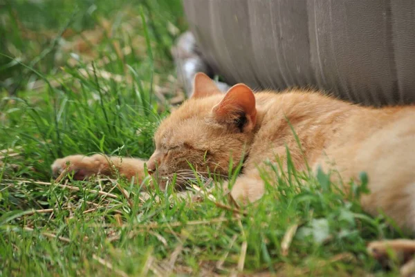 Parkta Bir Taşın Üzerinde Oturan Sevimli Bir Kedi — Stok fotoğraf