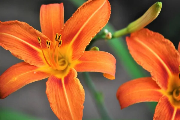 Hermosas Flores Color Naranja Jardín — Foto de Stock