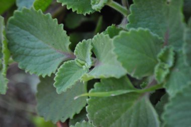 green foliage, close-up of a bush with a young plant with white background.