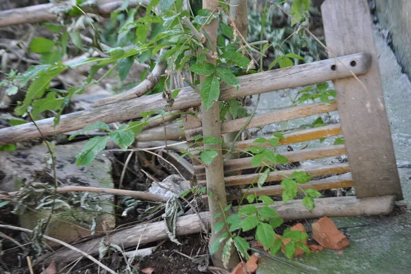 a vertical shot of a green bush with a wooden fence and a tree